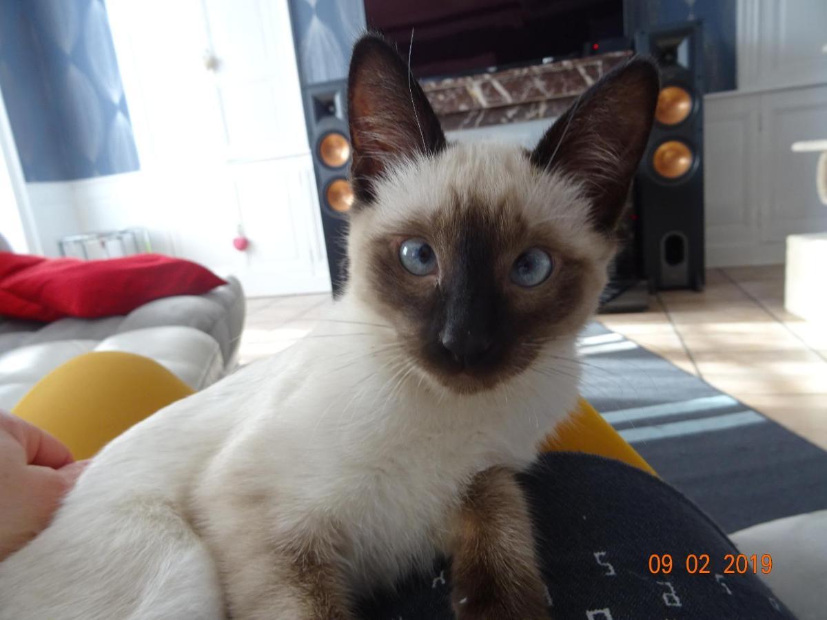La Ferme Aux Chats Formigny Zewnętrze zdjęcie