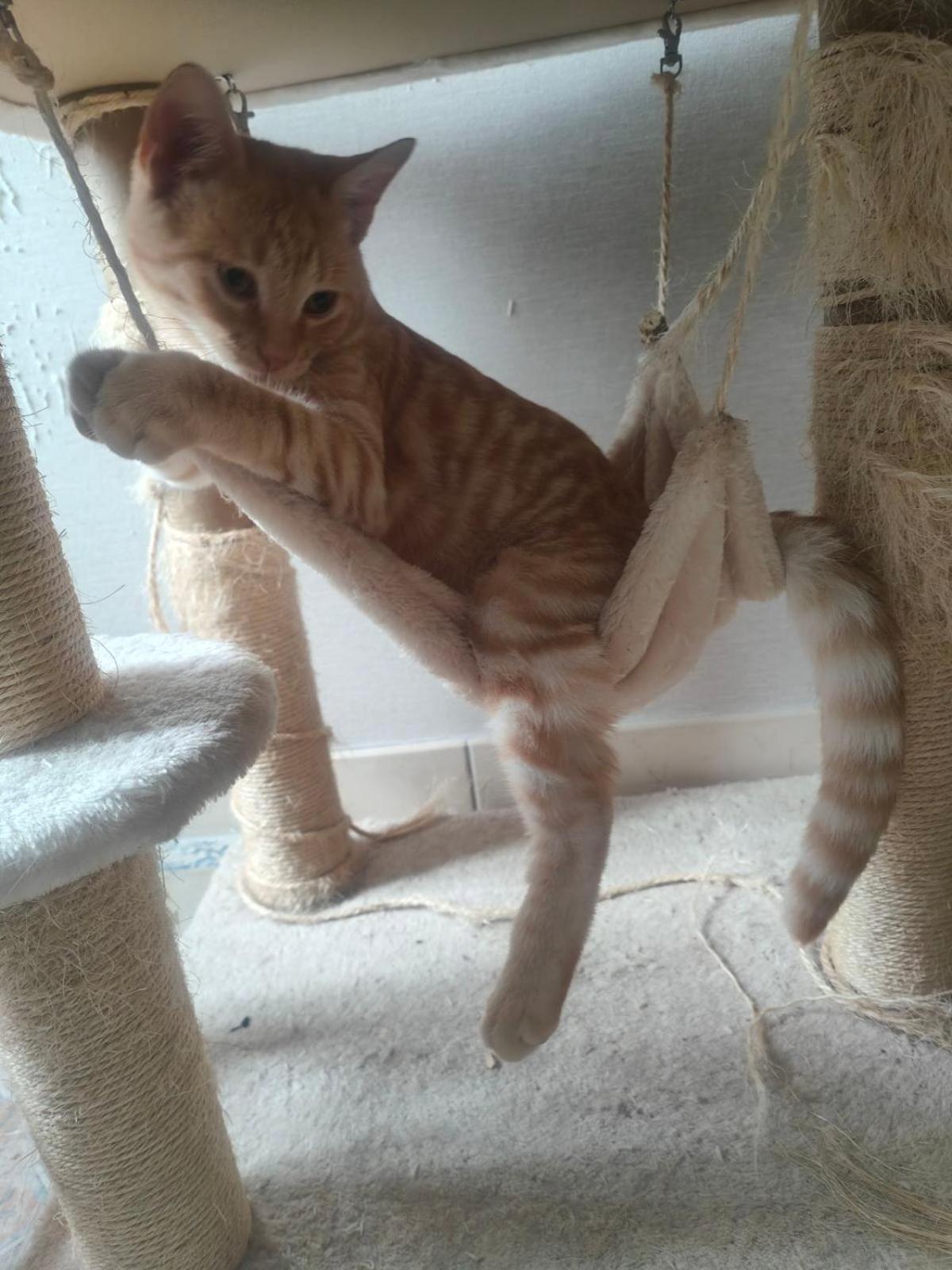 La Ferme Aux Chats Formigny Zewnętrze zdjęcie